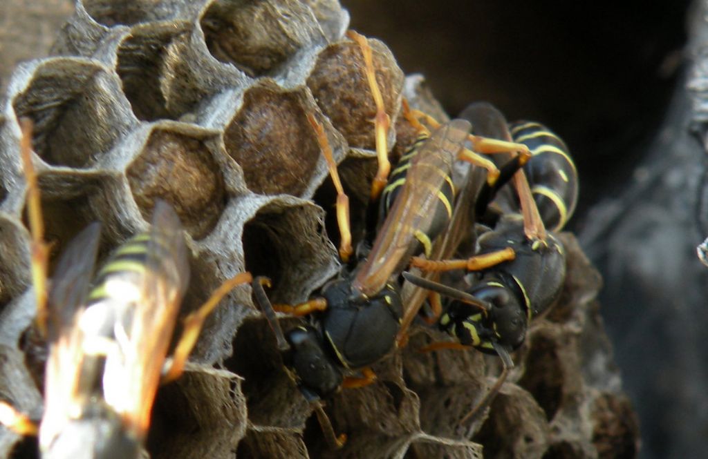 Polistes biglumis dalla Valsavarenche